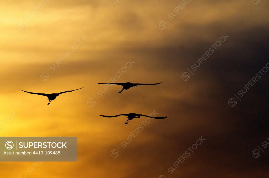 American Flamingoes flying at sunset in Camargue France