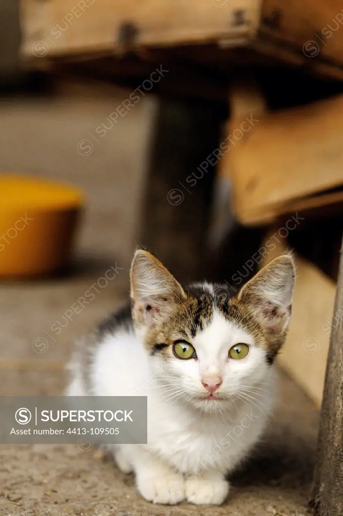 Alley Cat on a farm in Serbia