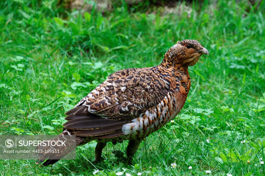 Female Western Capercaillie in grass