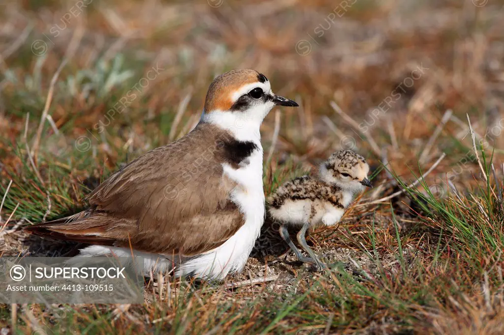 Male Kentish plover with a young Danube