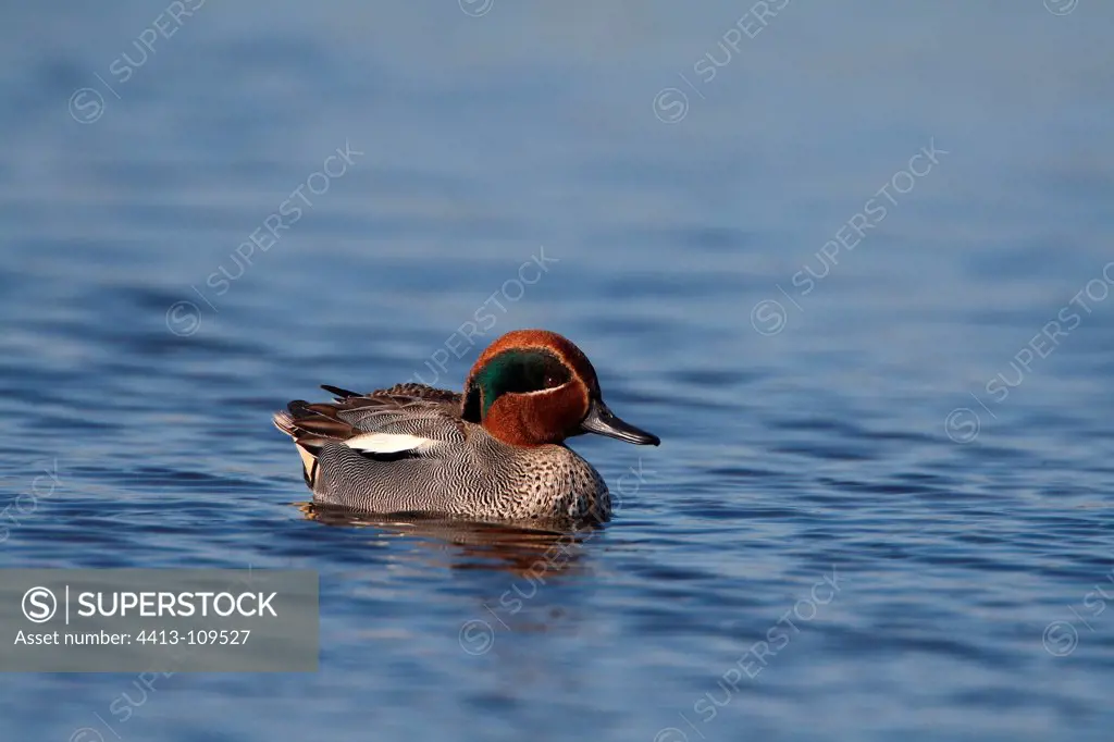 Male Common teal on water Audierne Bay France