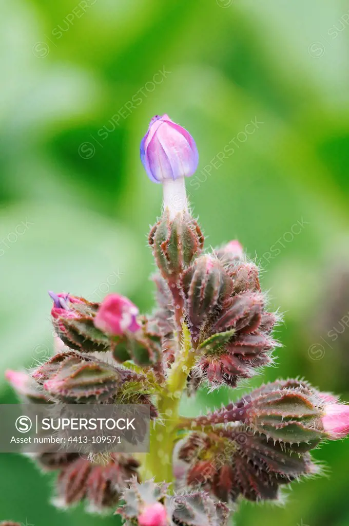 Boraginaceae in the spring
