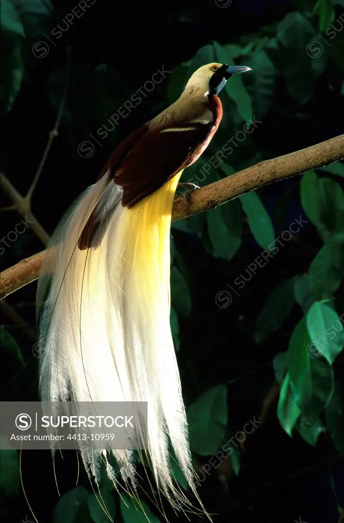 Lesser Bird of Paradise Irian Jaya