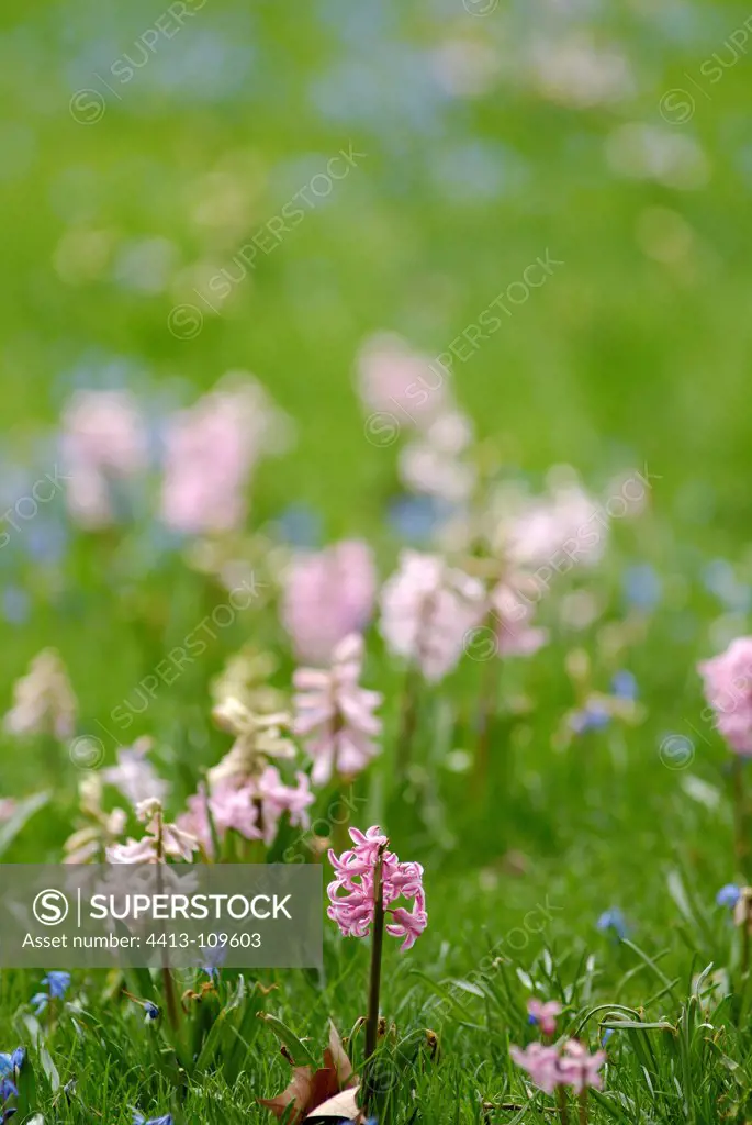 Hyacinth blooming in spring Paris France