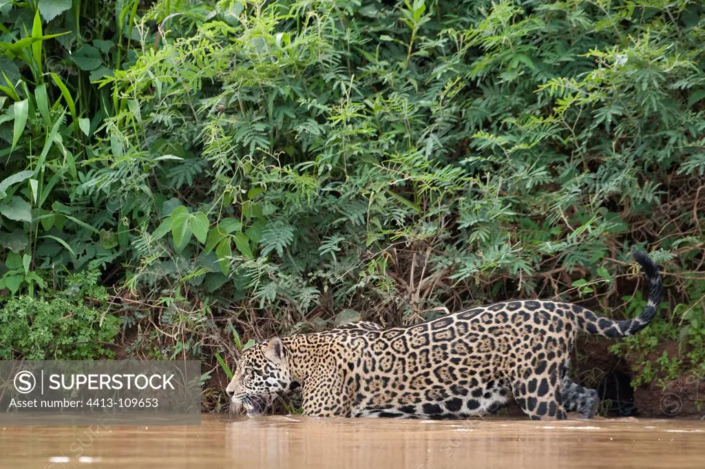 Jaguar walking in river Encontros das Aguas Pantanal Brazil