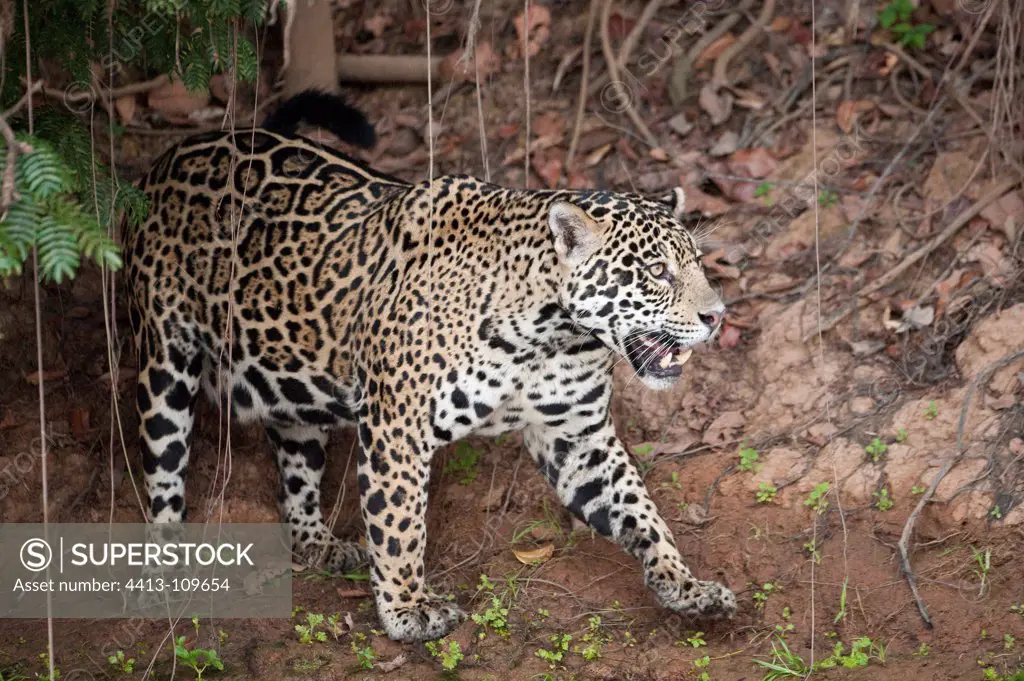 Jaguar on riverbank Encontros das Aguas Pantanal Brazil