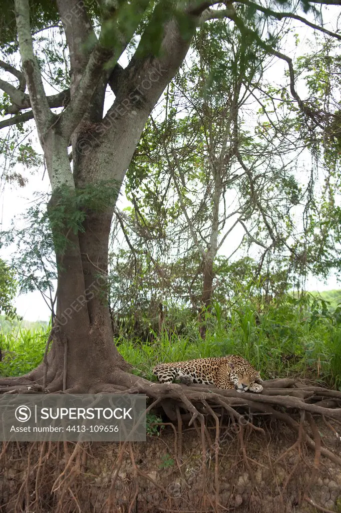 Jaguar on roots Encontros das Aguas Pantanal Brazil