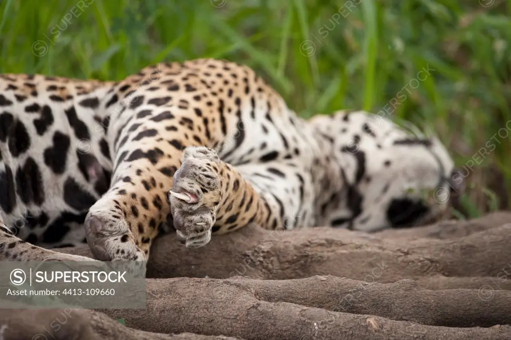 Jaguar lying on roots Encontros das Aguas Pantanal Brazil