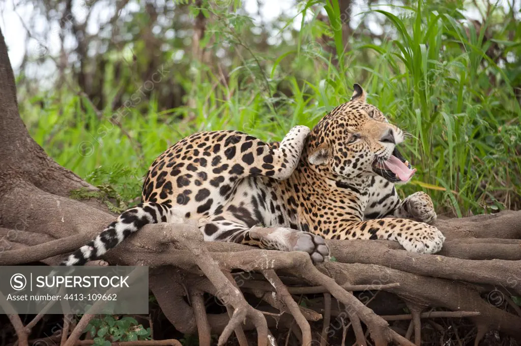 Jaguar grooming Encontros das Aguas Pantanal Brazil