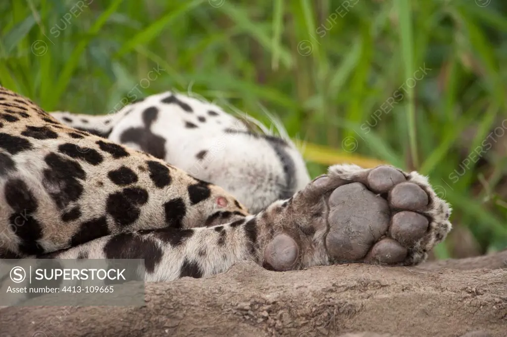 Jaguar sleeping Encontros das Aguas Pantanal Brazil