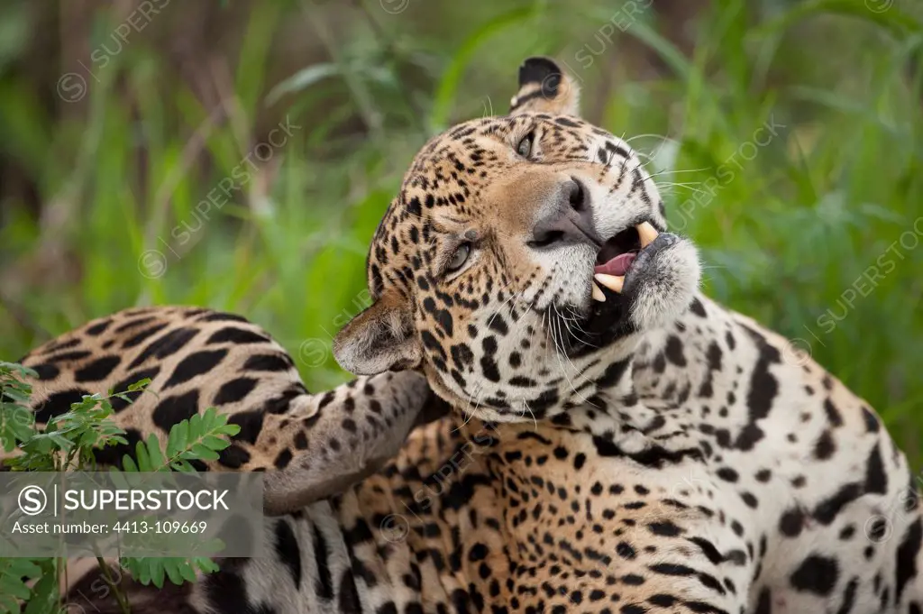 Jaguar scratching Encontros das Aguas Brazil Pantanal