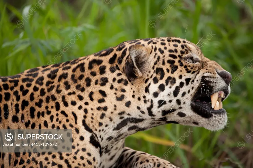 Jaguar yawning Encontros das Aguas Pantanal Brazil