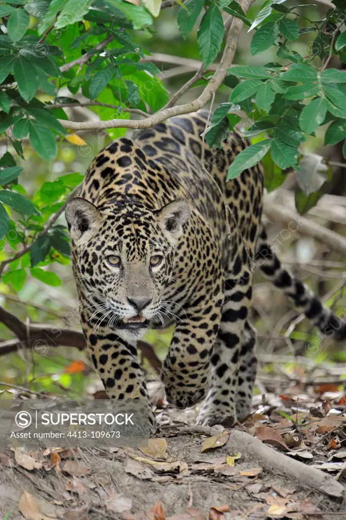 Jaguar walking Encontros das Aguas Pantanal Brazil