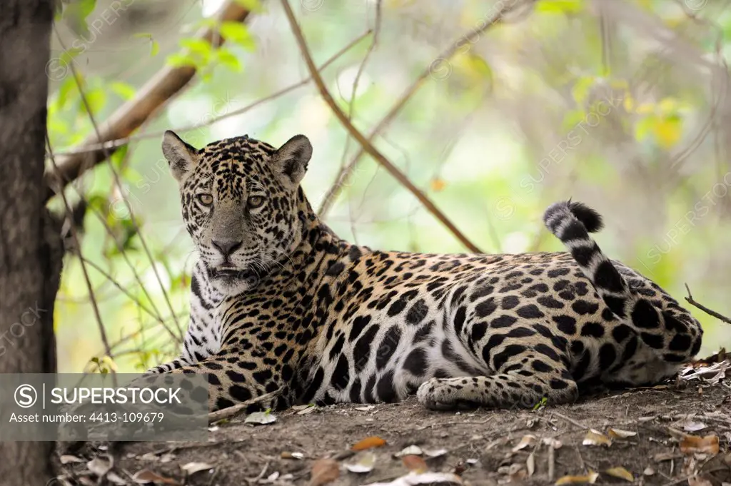 Jaguar lying Encontros das Aguas Pantanal Brazil