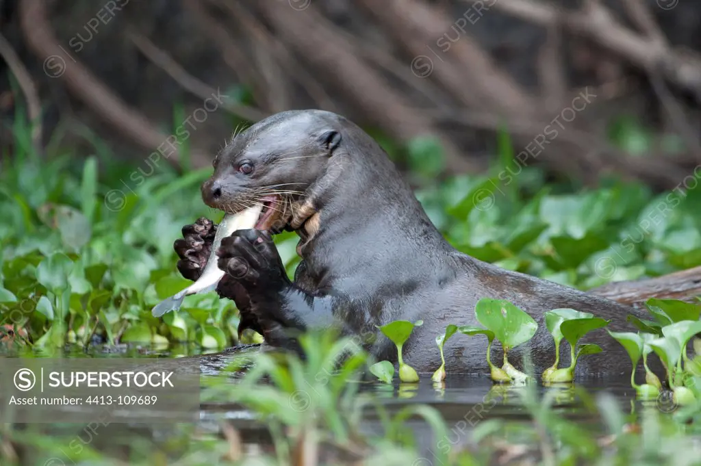 Giant otter eating a fish in water Pantanal Brazil