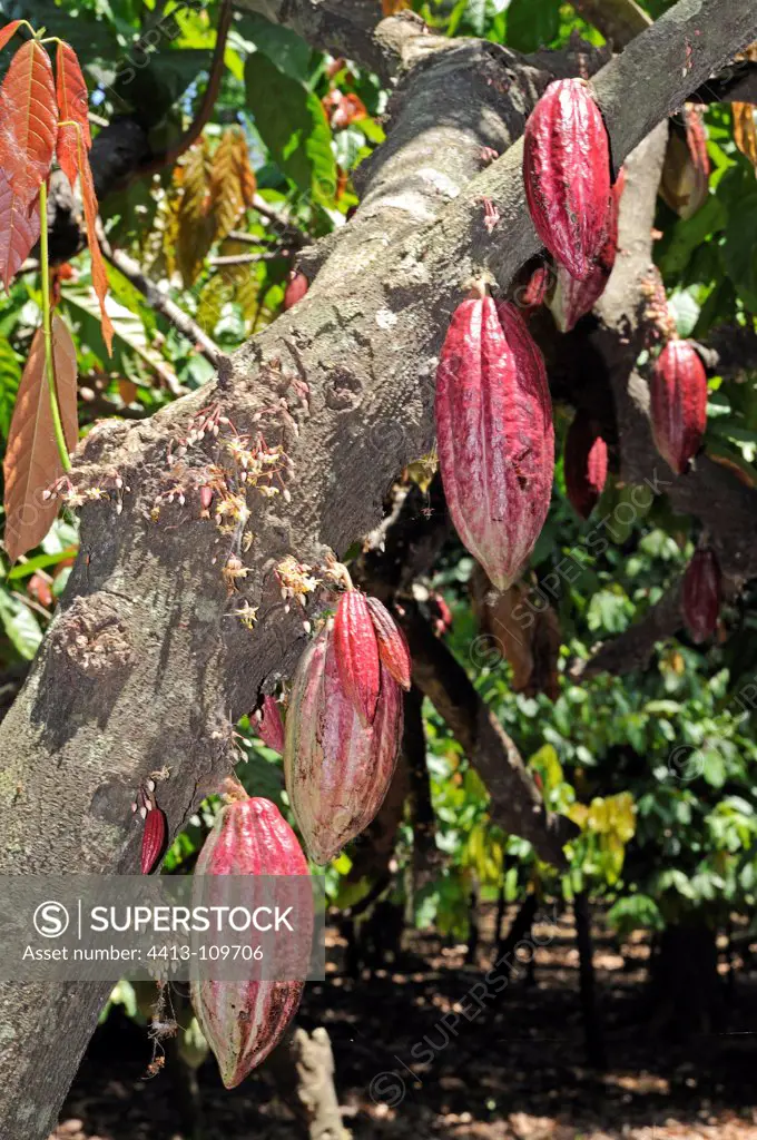 Cacao fruit in Madagascar