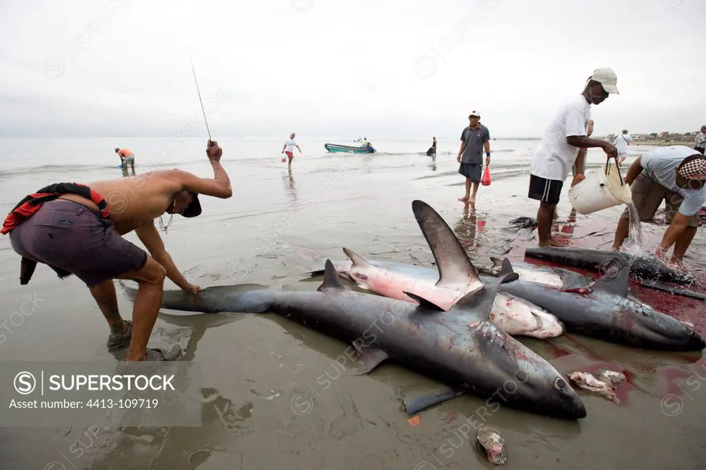 Cutting Shark caught on the beach Manabi Ecuador