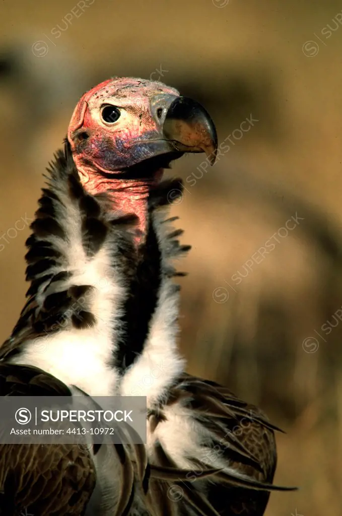 Lappet-faced Vulture Masaï Mara Kenya