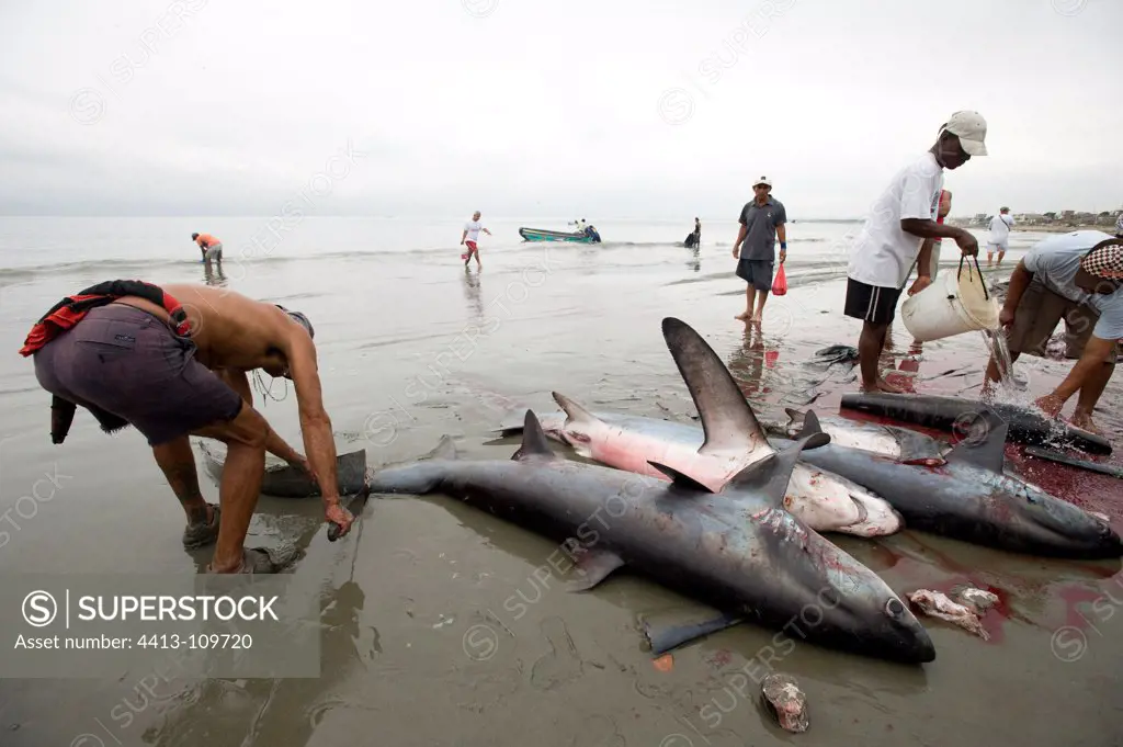 Cutting Shark caught on the beach Manabi Ecuador