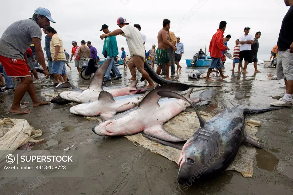 Shark caught on the beach Manabi Ecuador