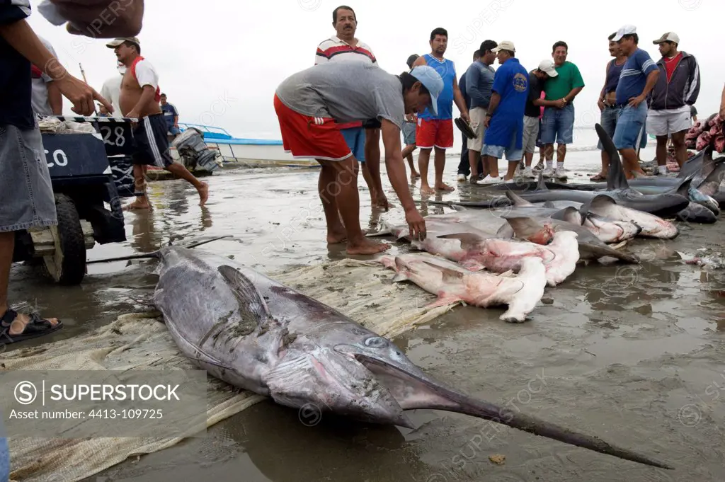 Swordfish and Sharks caught on the beach Manabi Ecuador