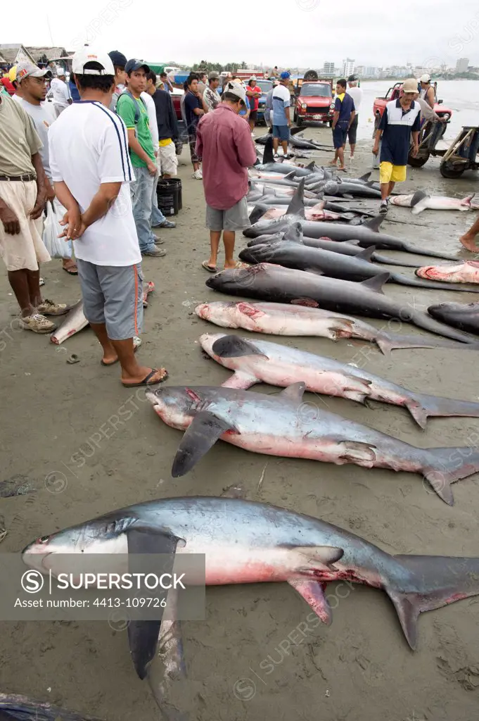 Sharks caught on the beach Manabi Ecuador