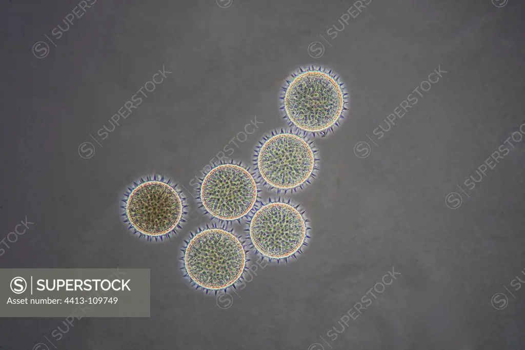 Microscopic view of pollen Hollyhock
