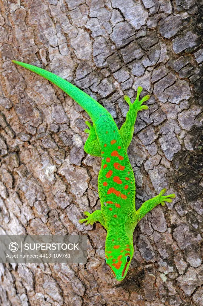 Gecko Madagascar