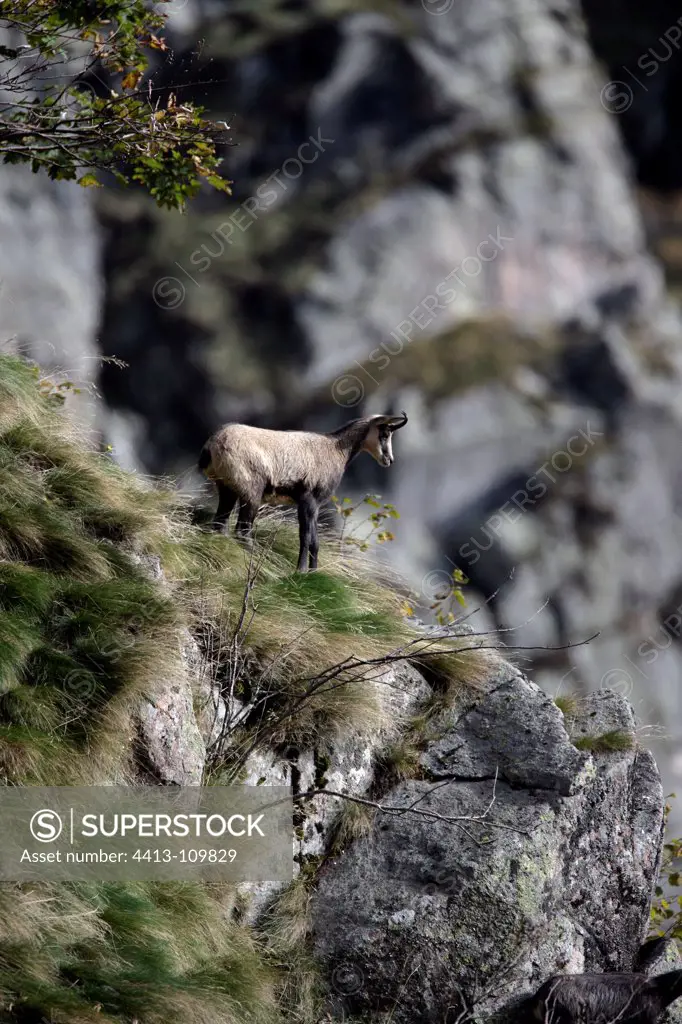 Northern chamois on a rock France