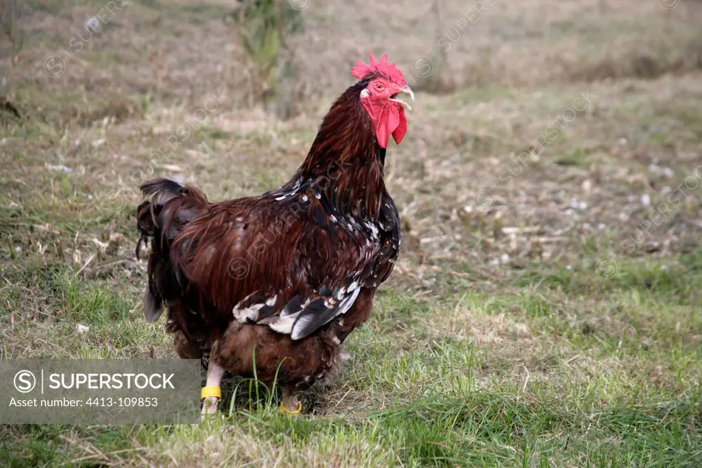 Jubilee Orpington cock Warwickshire