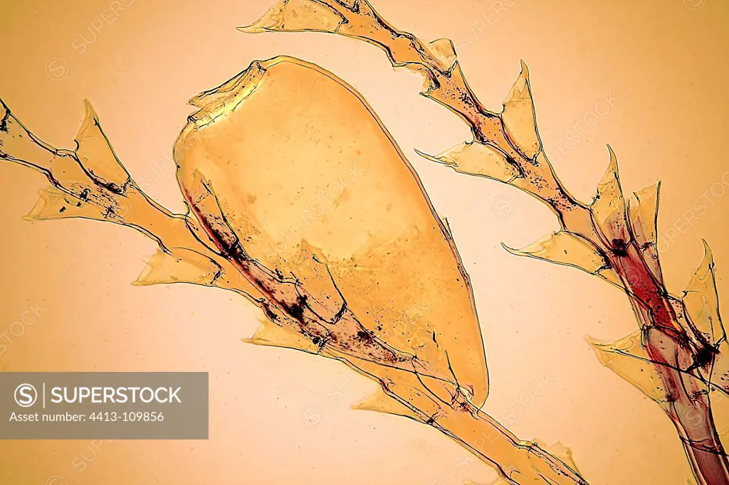 Microscopic view of hydrozoan sertularia