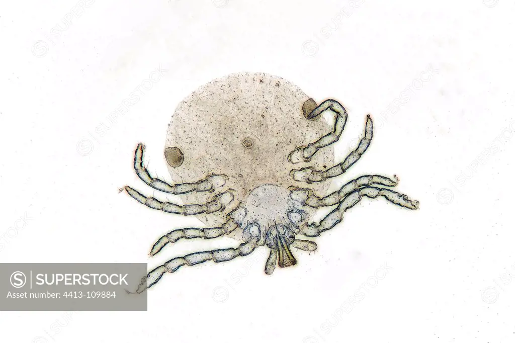 Microscopic view of Amblyomma nymph female Tick