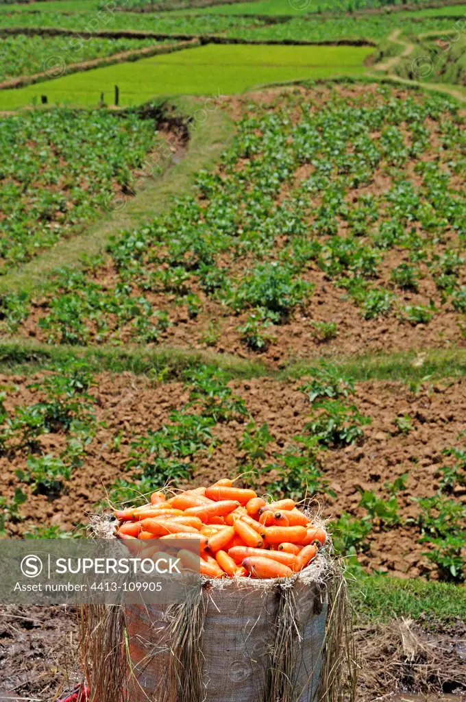 Harvesting Carrots on the Plateau of Madagascar