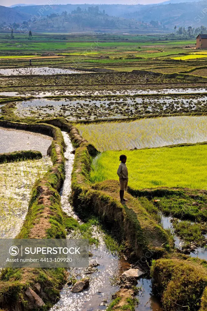 Irrigation of rice fields on the plateaus of Madagascar