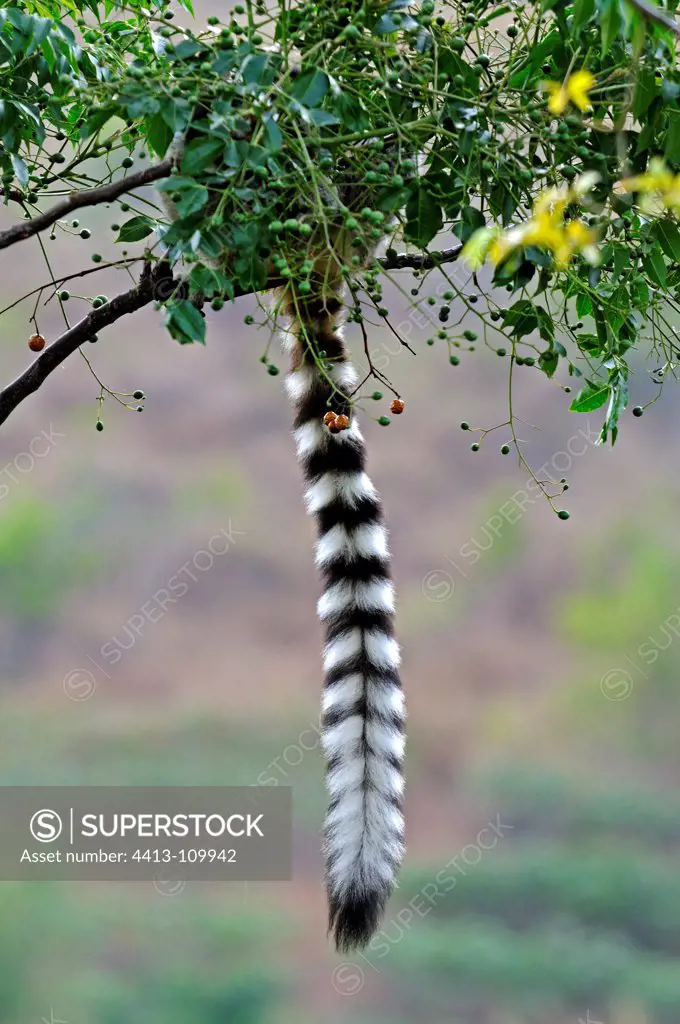 Tail ring-tailed lemur in Anja park in Madagascar