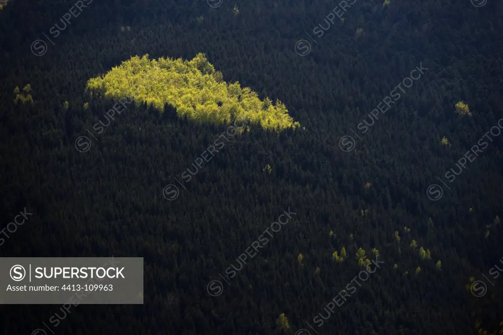 Fir forest in the valley of Munster Vosges France
