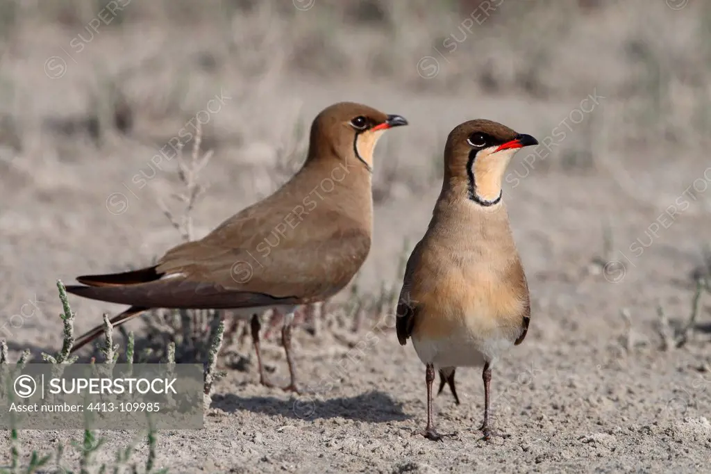 Pair of Collared pratincola on nesting territory