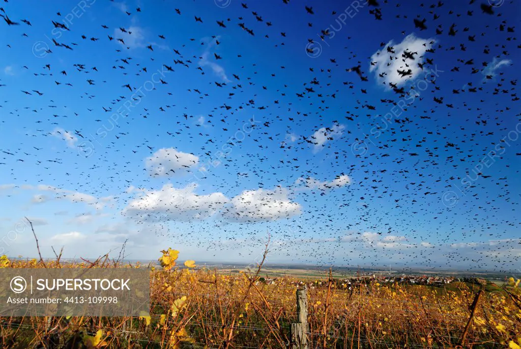 Migrating birds in the vineyards of Alsace in the autumn