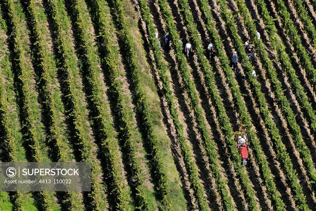 Harvest Vineyard in Turckheim Alsace Vosges France