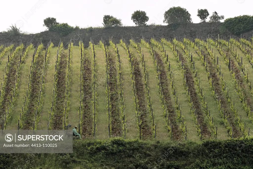 Treatment of vines Turckheim Alsace Vineyard Vosges