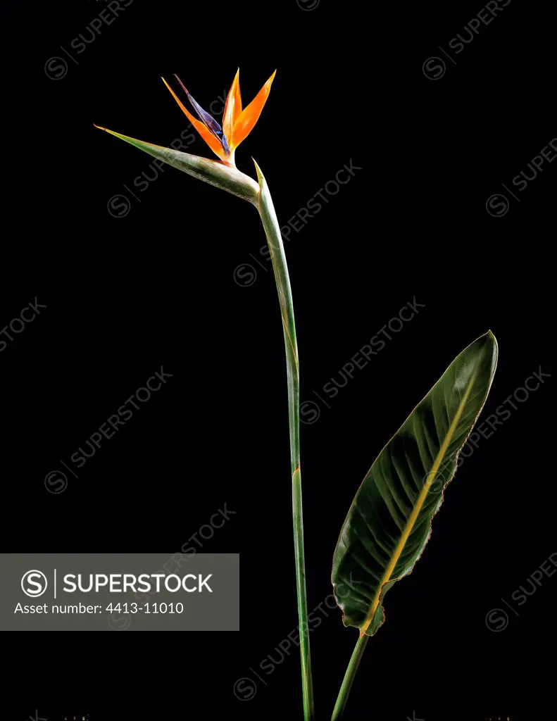 Bird of Paradise flower and leaf