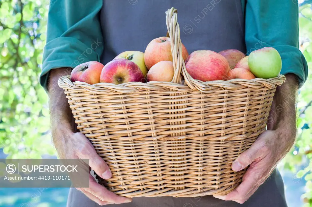 Gardener holding a basket of apples 'Belle Josephine'