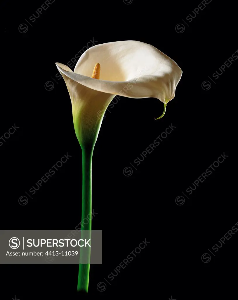 Spathe of Arum lily