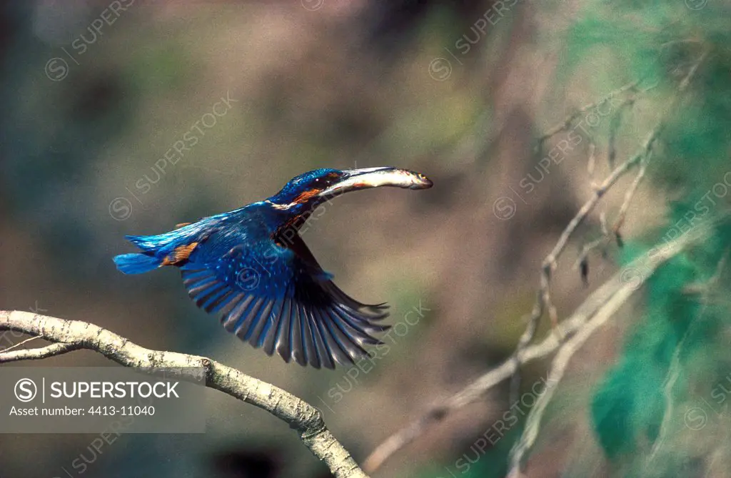 Common kingfisher flying with a fish in the beak Lorraine