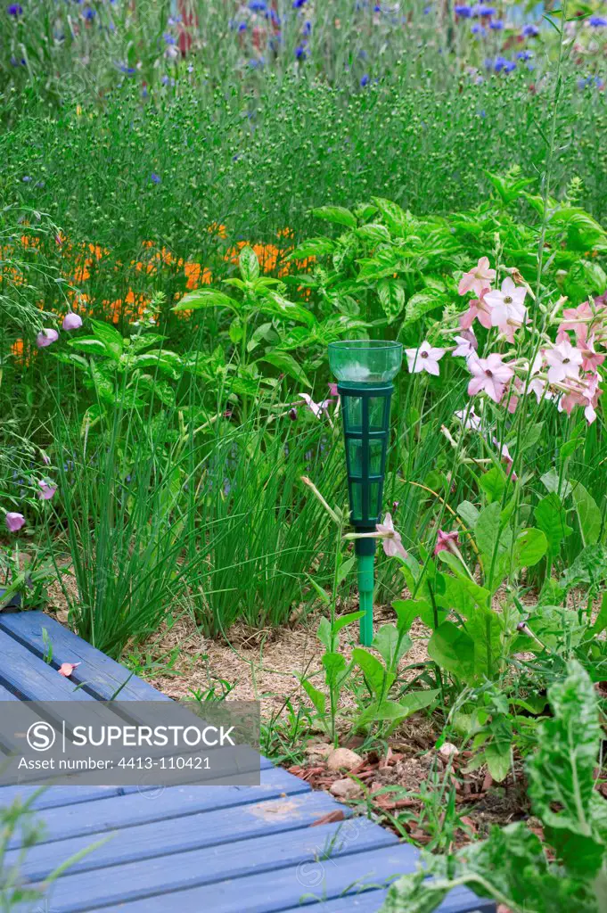 Rain gauge in flowered kitchen garden