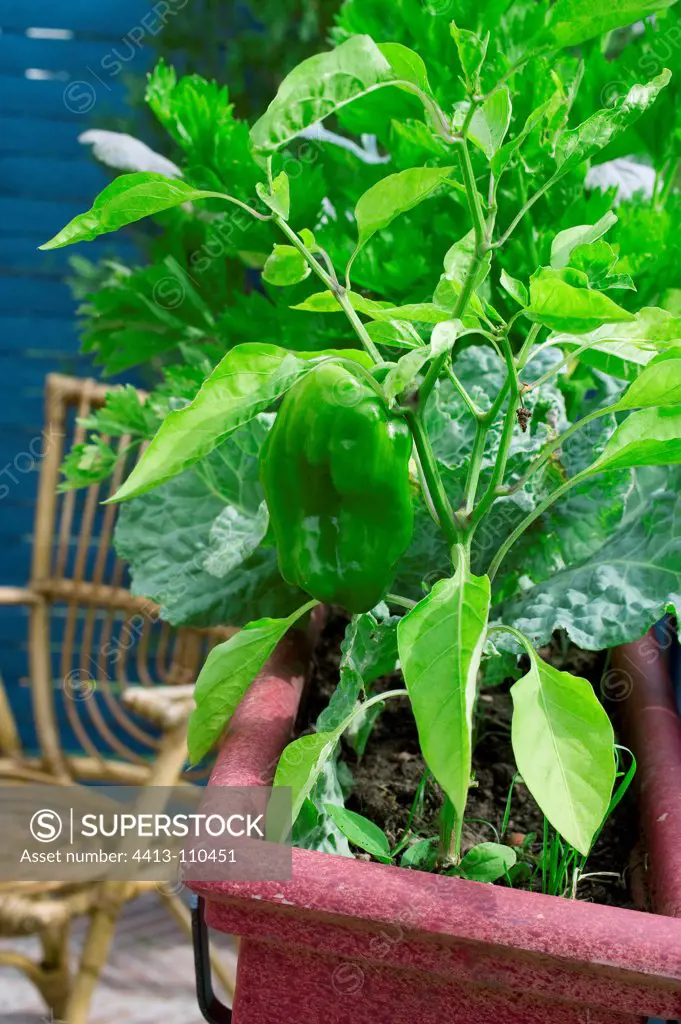Cayenne pepper 'Lamuyo F1' in pot on a garden terrace