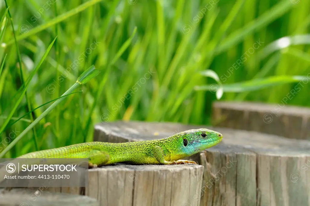 Green Lizard resting