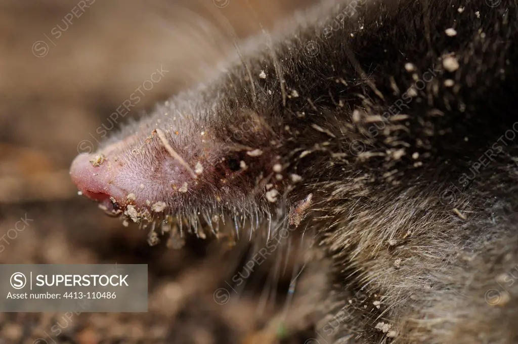 Portrait of an European Mole