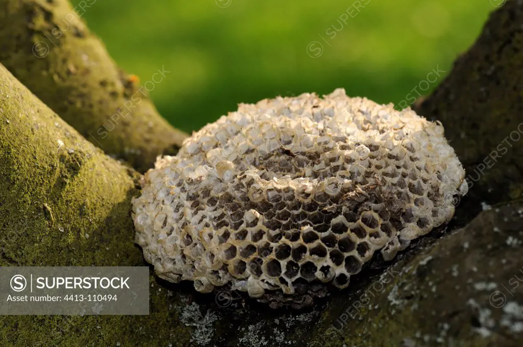 Wasps nest in the hollow of a branch of Prunier