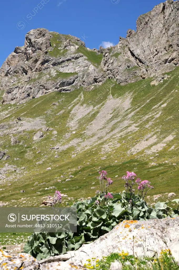 Flowers with a mountain massif in the background